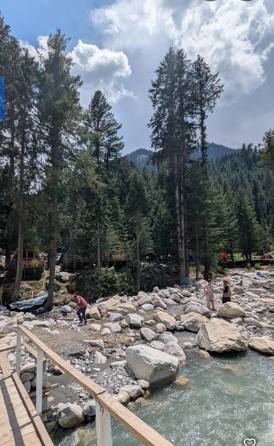 Tall deodar trees around the river near Karvaan